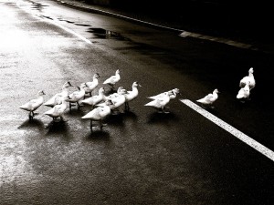 Ducks follow the leader